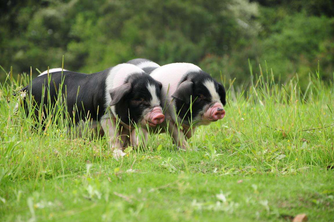 1511923050125367.jpeg timg.jpg