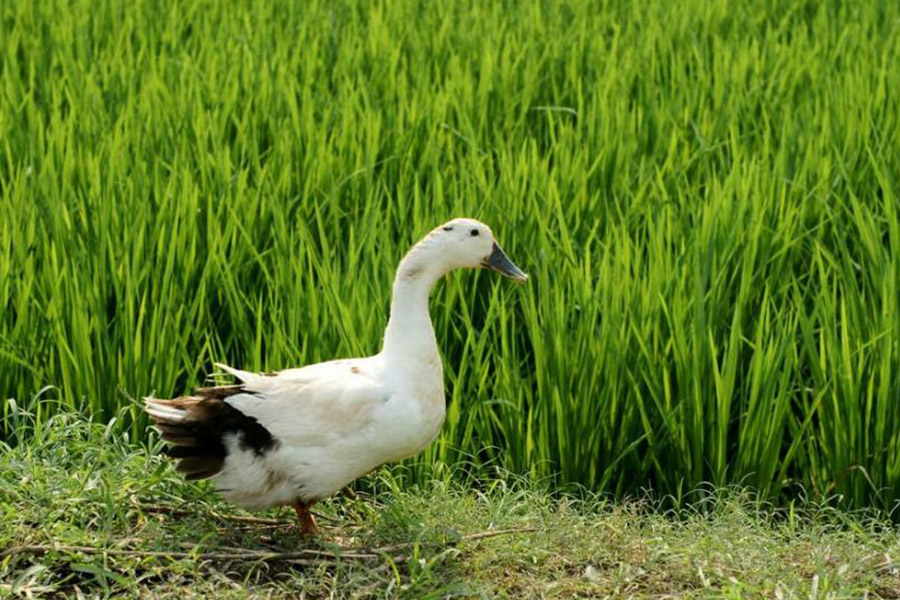 1512186704364136.jpeg QQ截圖20171110163044.jpg